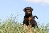 AIREDALE TERRIER 243